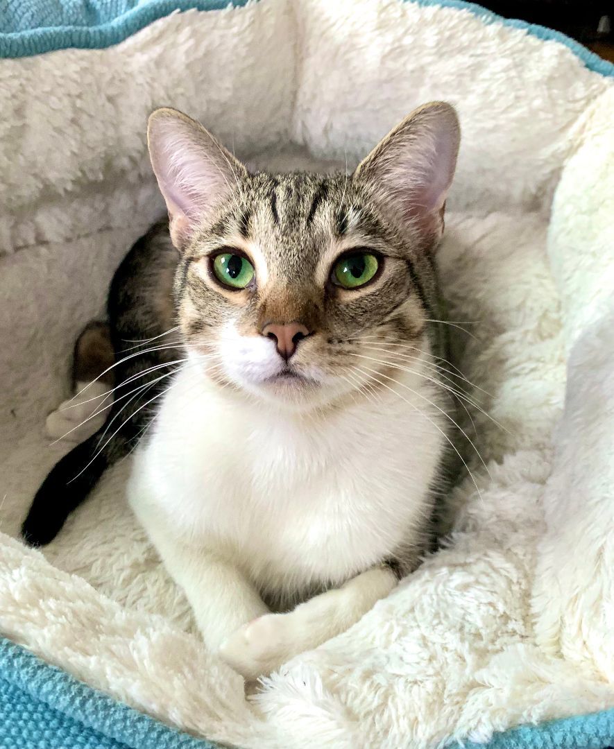 Rizzo (Beautiful, Talkative, Tripod), a Adopted mixed breed in Los Alamitos, CA image 3/10