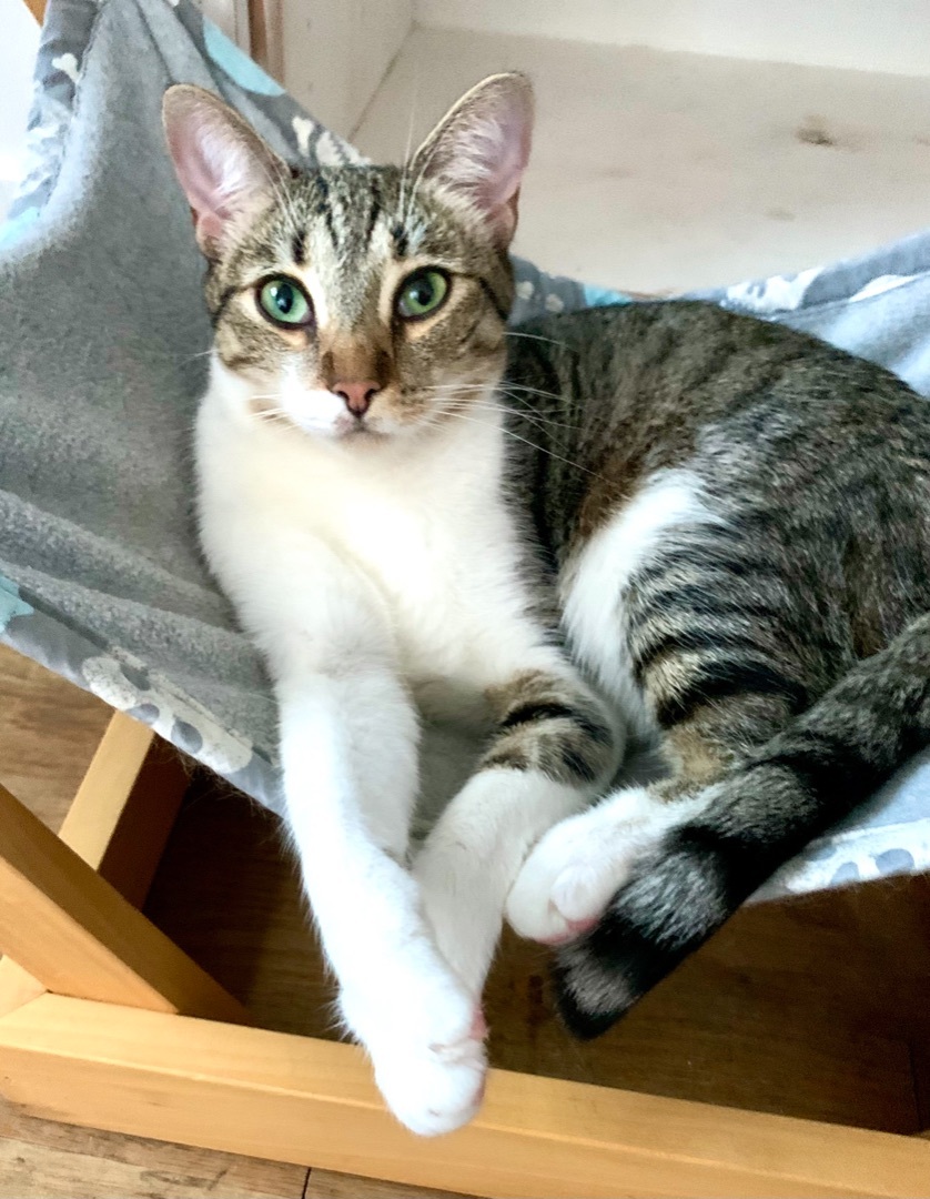 Rizzo (Beautiful, Talkative, Tripod), a Adopted mixed breed in Los Alamitos, CA image 4/10