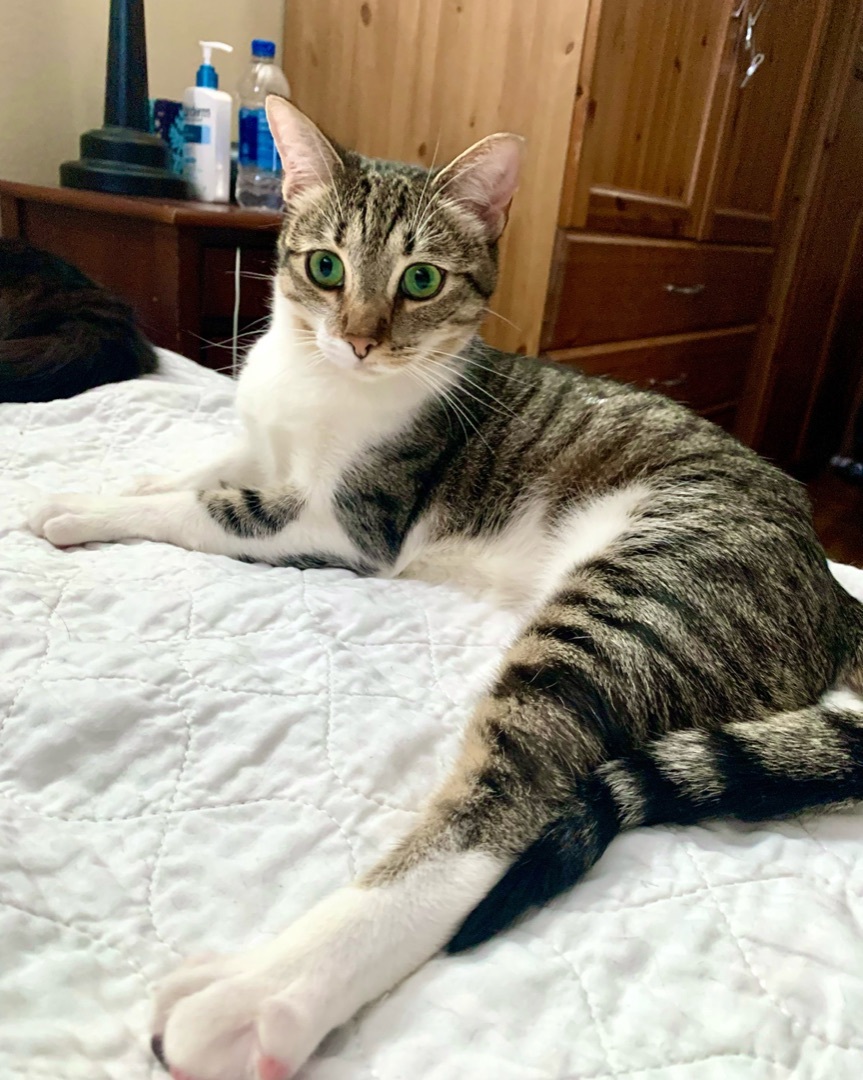 Rizzo (Beautiful, Talkative, Tripod), a Adopted mixed breed in Los Alamitos, CA image 5/10