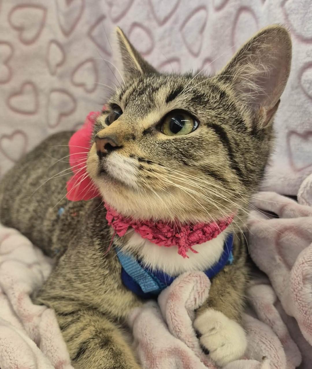 Enlarge Mardi, a ADOPTABLE mixed breed in Ocean Springs, MS image 3/6