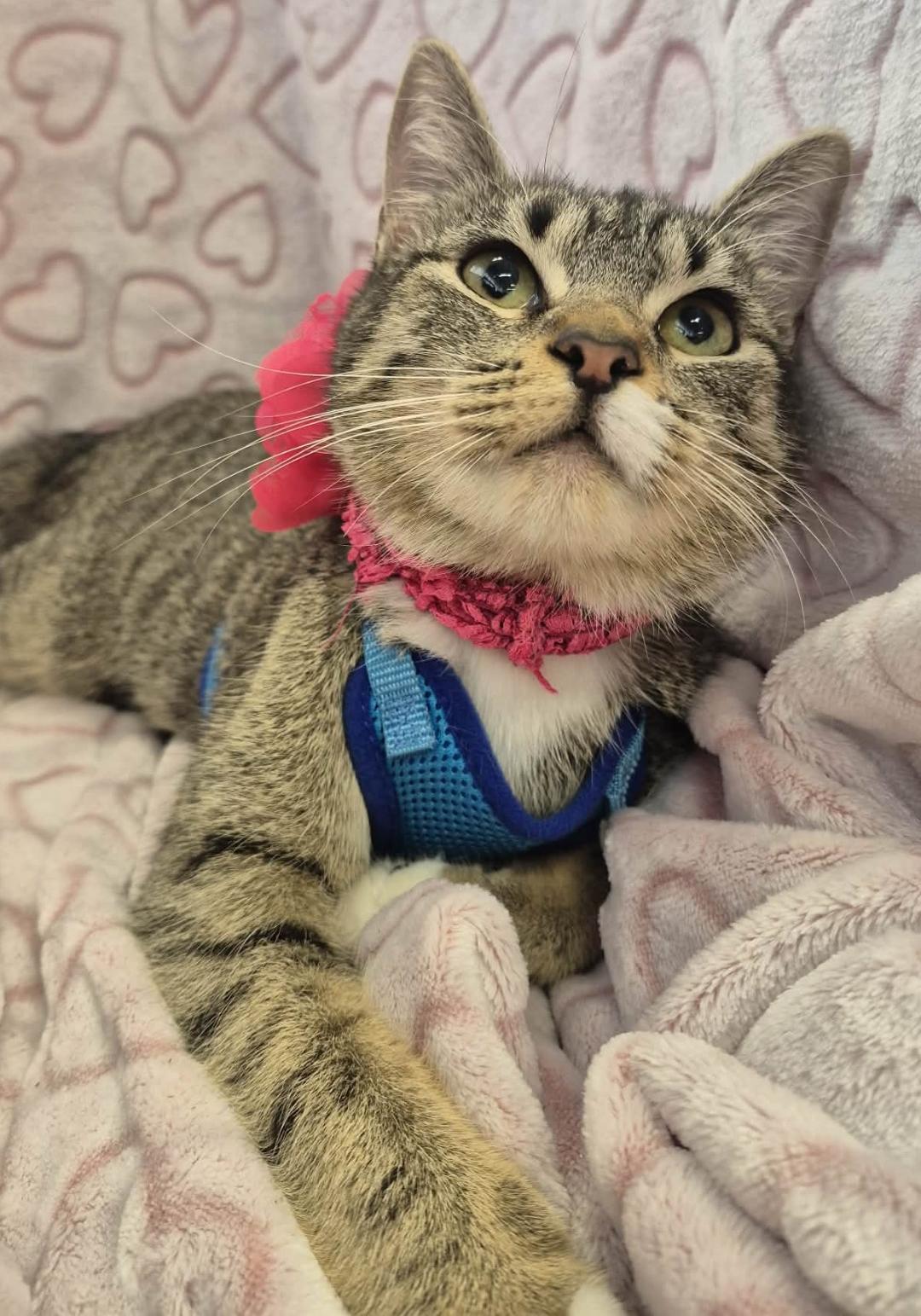 Enlarge Mardi, a ADOPTABLE mixed breed in Ocean Springs, MS image 2/6