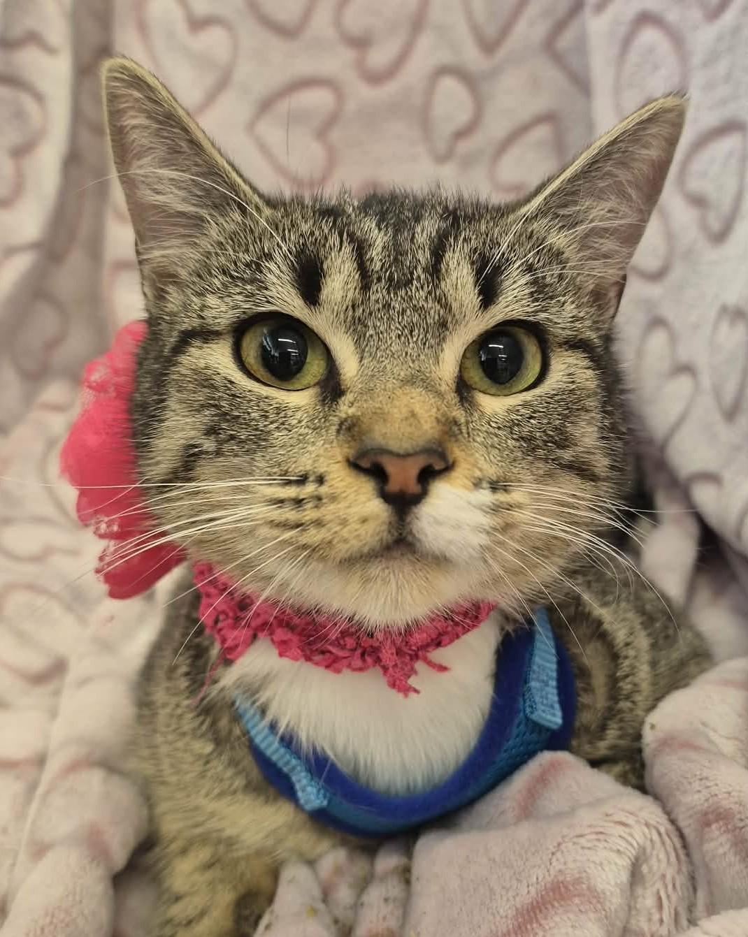 Enlarge Mardi, a ADOPTABLE mixed breed in Ocean Springs, MS image 1/6