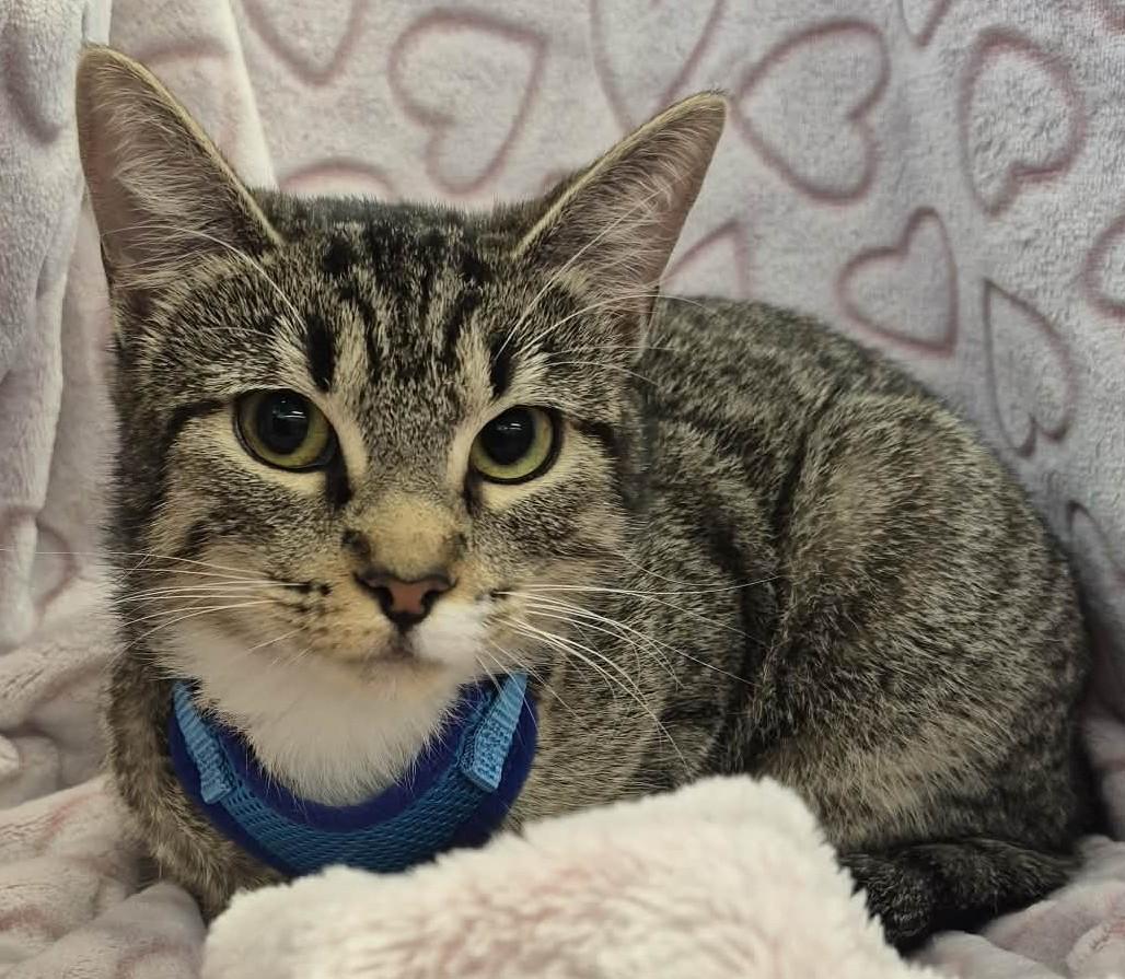 Enlarge Mardi, a ADOPTABLE mixed breed in Ocean Springs, MS image 5/6