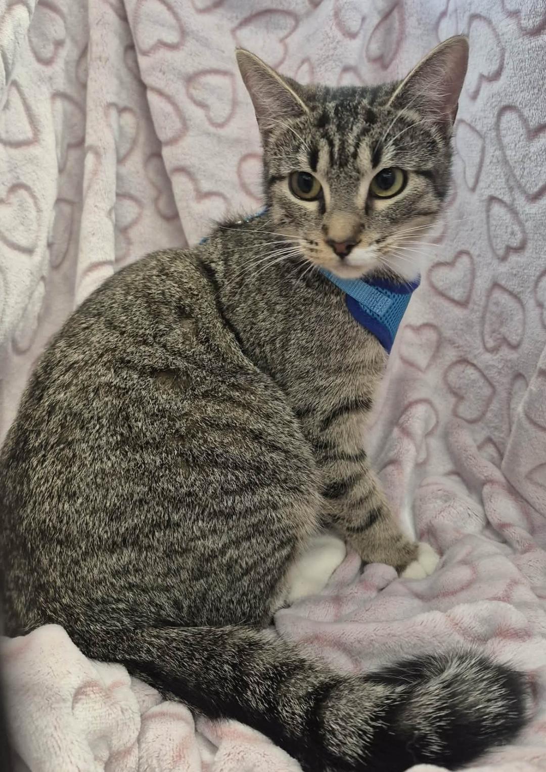 Enlarge Mardi, a ADOPTABLE mixed breed in Ocean Springs, MS image 4/6