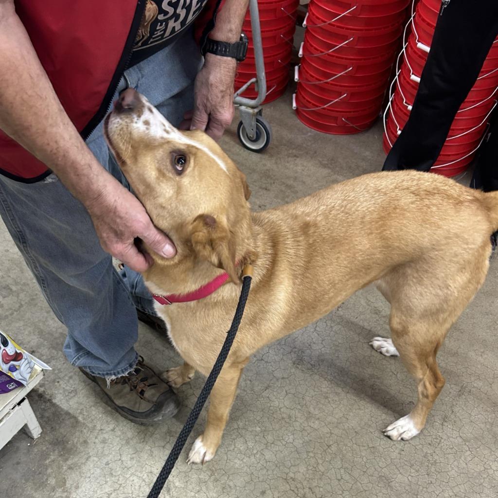 Enlarge Treylamont, a Adoptable mixed breed in Columbia, IL image 5/6