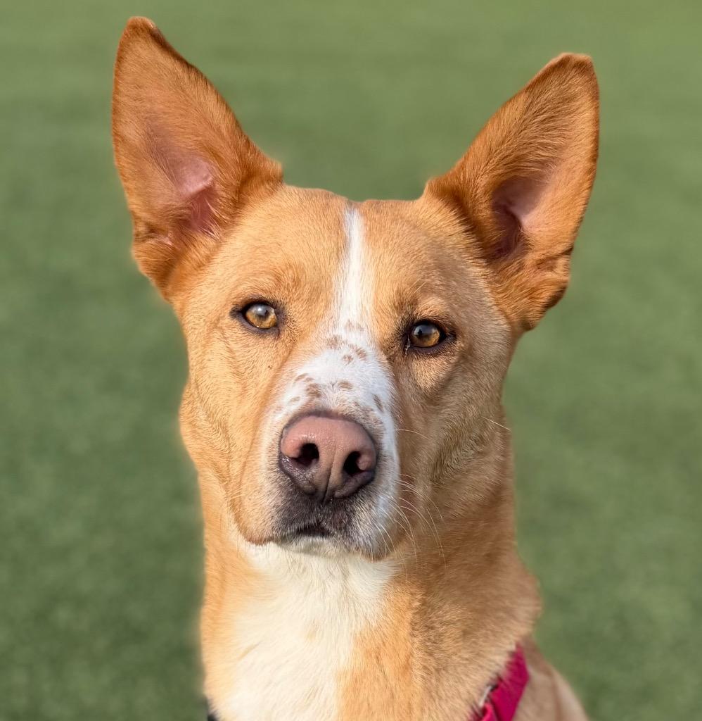 Enlarge Treylamont, a Adoptable mixed breed in Columbia, IL image 2/6