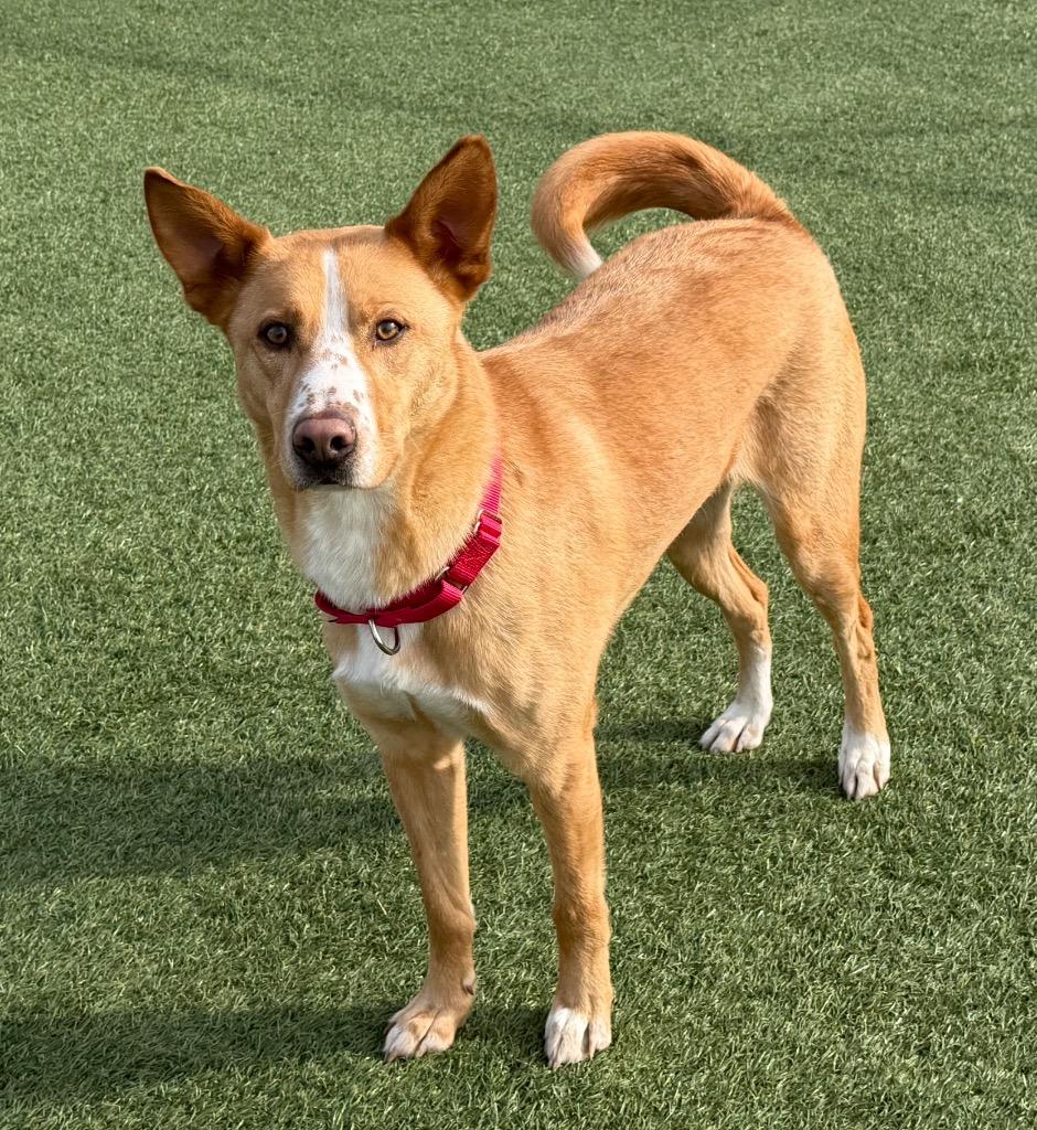 Treylamont, Adoptable, Adult Male Labrador Retriever & Husky.