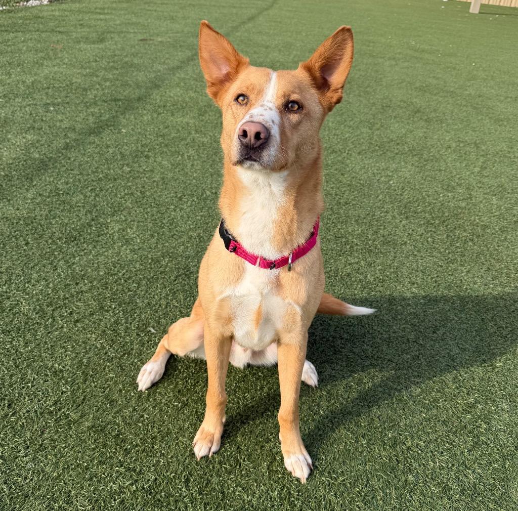 Enlarge Treylamont, a Adoptable mixed breed in Columbia, IL image 3/6