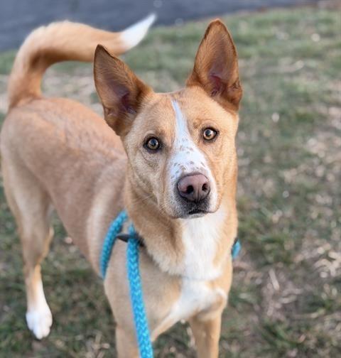 Enlarge Treylamont, a Adoptable mixed breed in Columbia, IL image 4/6