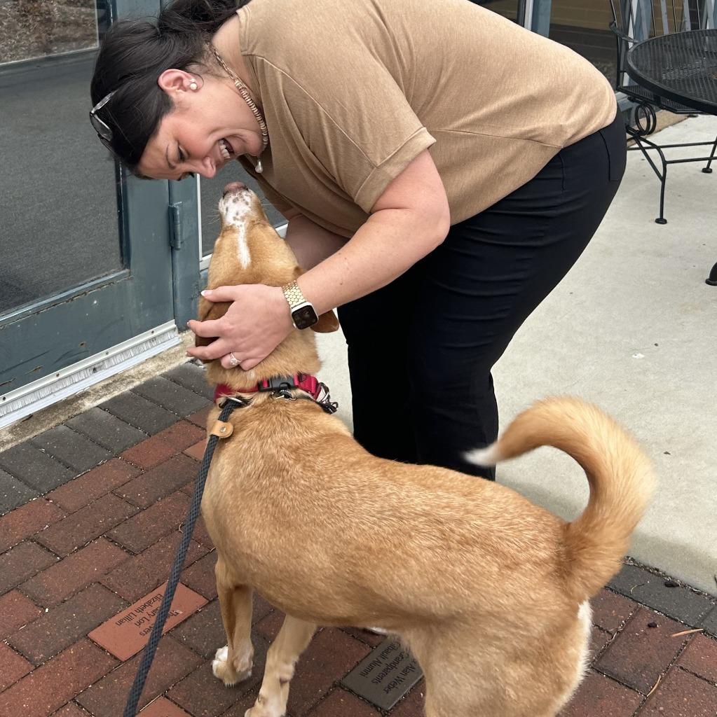 Enlarge Treylamont, a Adoptable mixed breed in Columbia, IL image 6/6