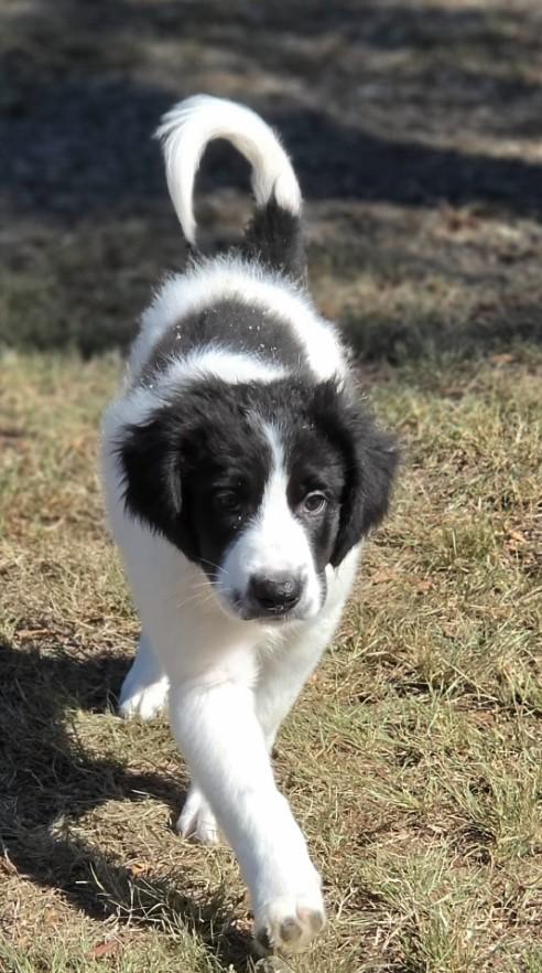 Enlarge Sawyer, a Adopted mixed breed in Manchester, CT image 2/3