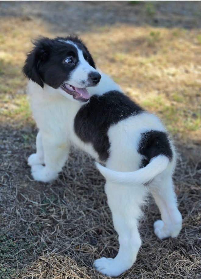 Enlarge Sawyer, a Adopted mixed breed in Manchester, CT image 3/3