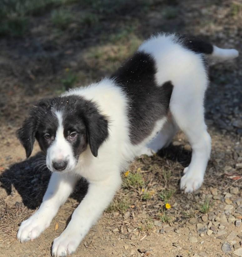 Sawyer, Adopted, Puppy Male Great Pyrenees & Labrador Retriever.