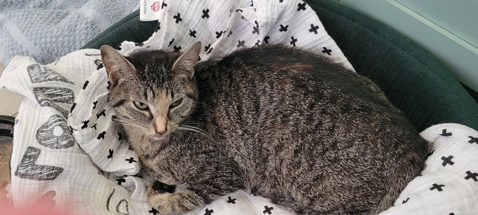 Enlarge Willow, a Adoptable American Shorthair in Roanoke, AL image 1/1