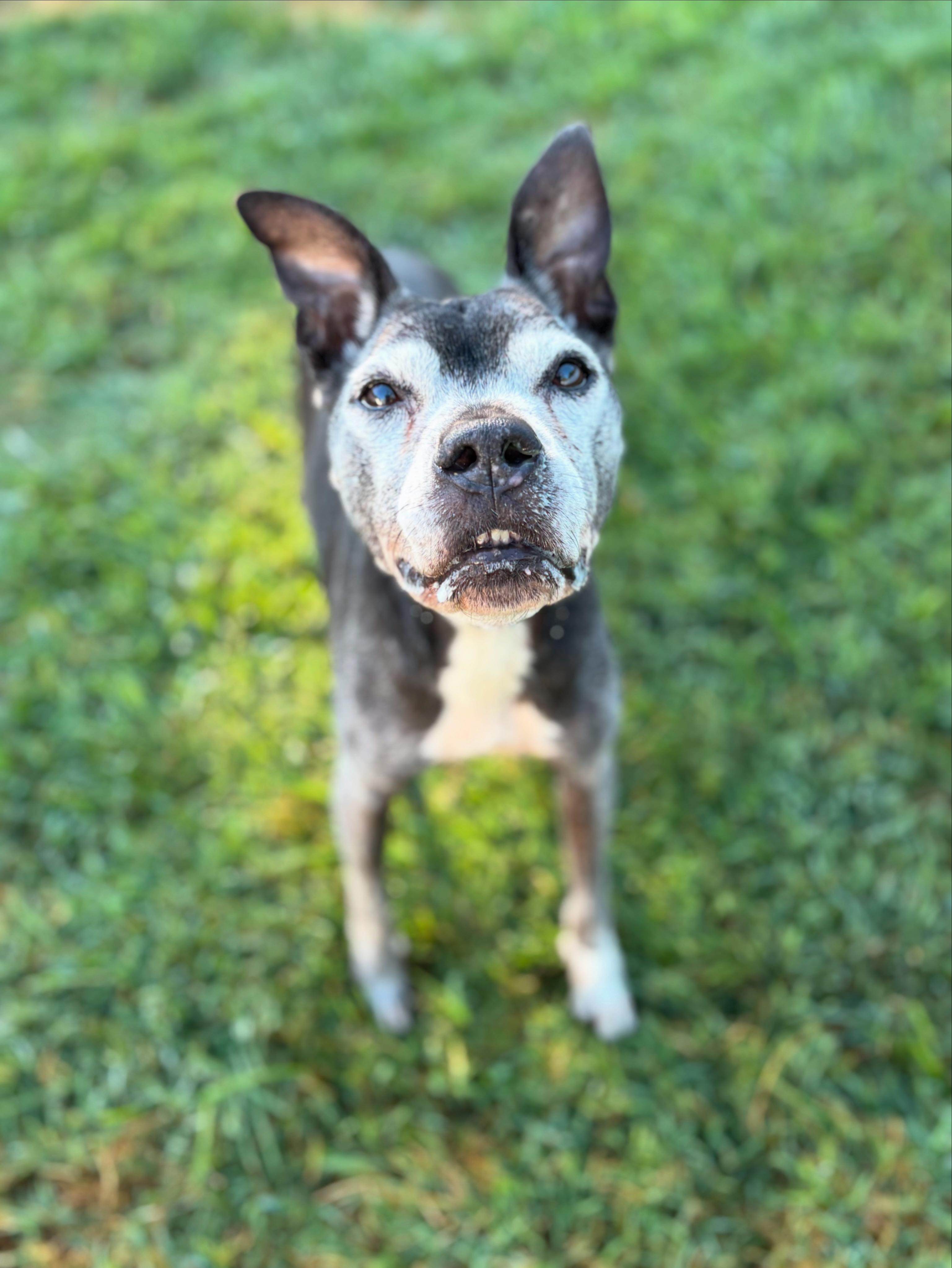 Honey, Adoptable, Senior Female Pit Bull Terrier.