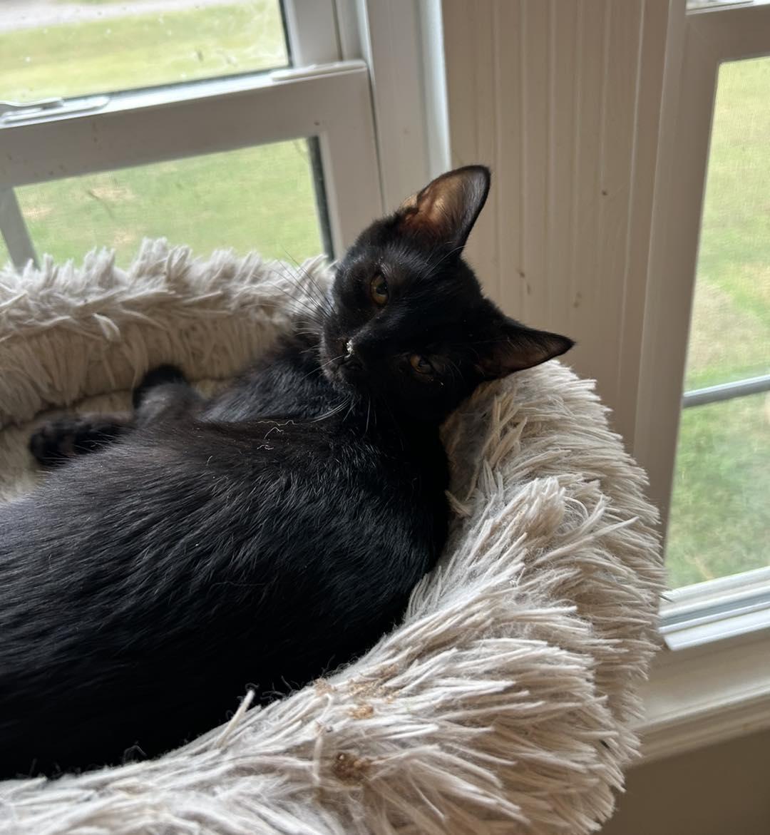 Enlarge ORRIN, a Adoptable Domestic Short Hair in Capshaw, AL image 1/1
