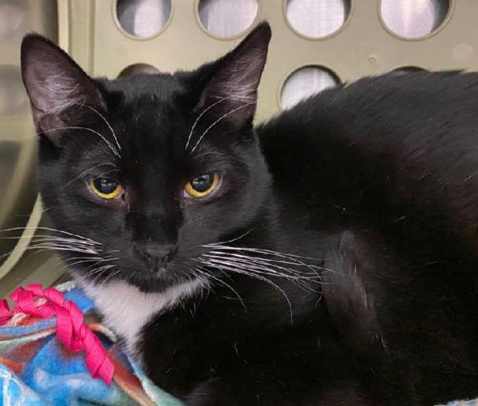 Charlie Brown, a Adoptable Domestic Short Hair in Trenton, NJ image 1/3