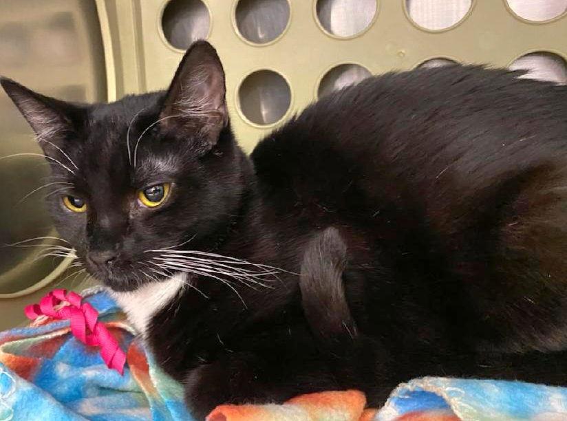 Charlie Brown, a Adoptable Domestic Short Hair in Trenton, NJ image 3/3