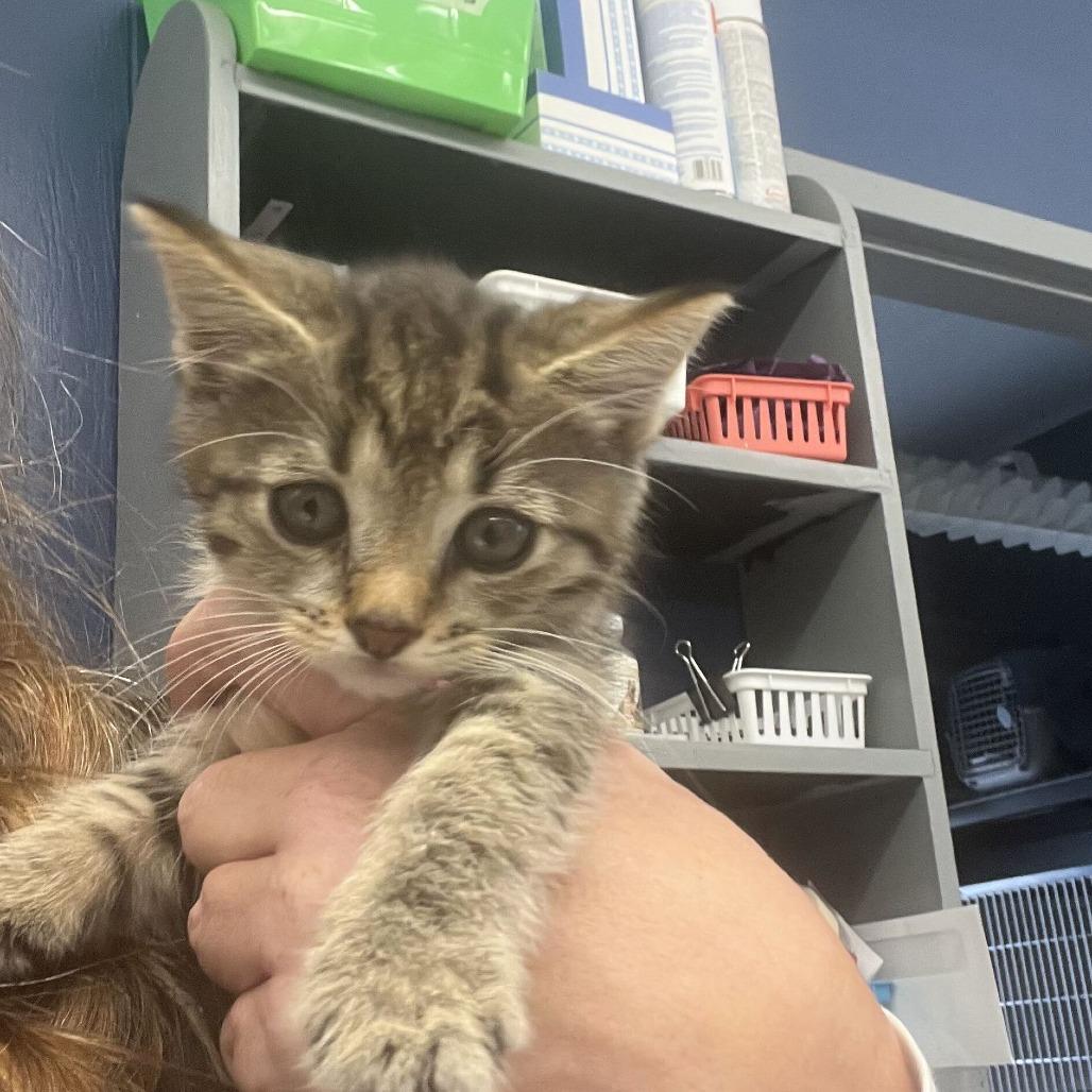 Enlarge Cory, a Adoptable Domestic Short Hair in Oak Hill, WV image 1/1