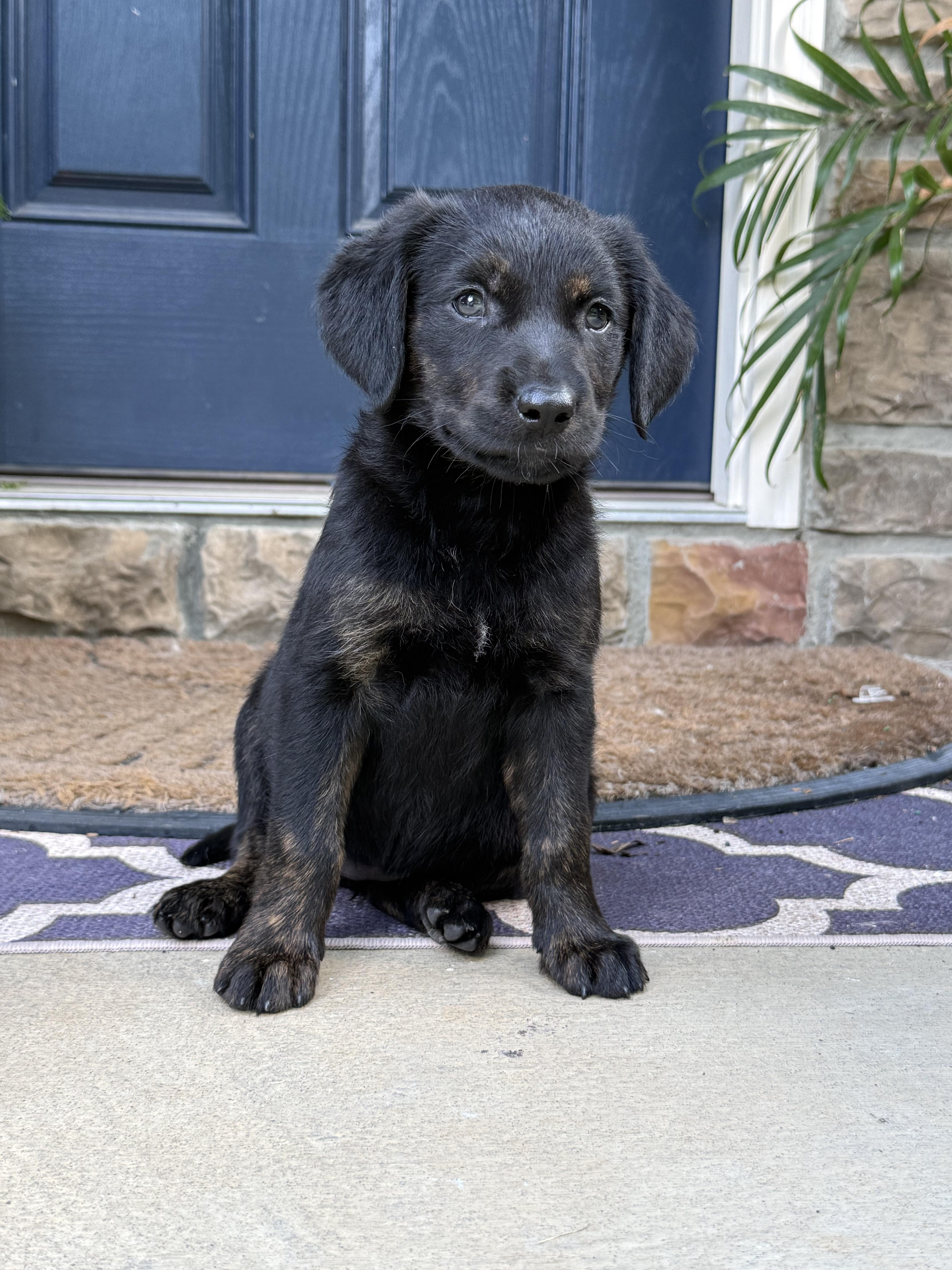 Enlarge Mabel, an adopted mixed breed in Concord, NC image 1/1