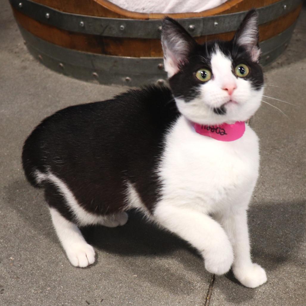 Flurry — thumbnail 2