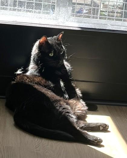 Enlarge Puma, a Adoptable mixed breed in Washington, DC image 1/3