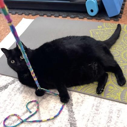 Puma, Adoptable, Senior Female Domestic Short Hair & Domestic Short Hair.