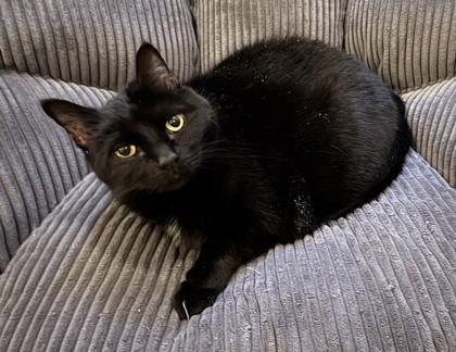 Enlarge Puma, a Adoptable mixed breed in Washington, DC image 2/3