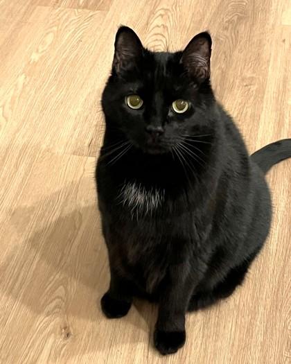 Enlarge Puma, a Adoptable mixed breed in Washington, DC image 2/3