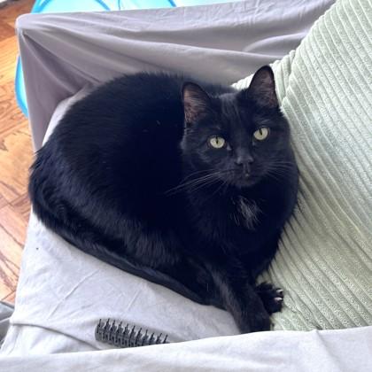 Enlarge Puma, a Adoptable mixed breed in Washington, DC image 3/3