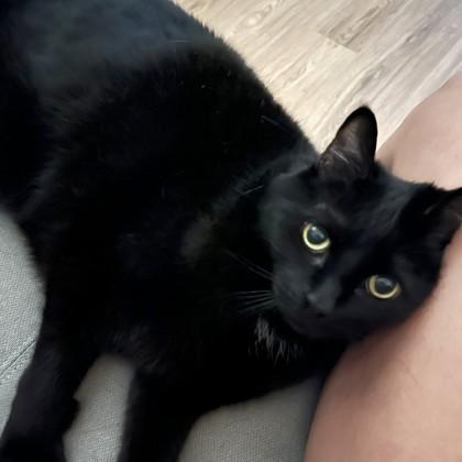 Enlarge Puma, a Adoptable mixed breed in Washington, DC image 3/3