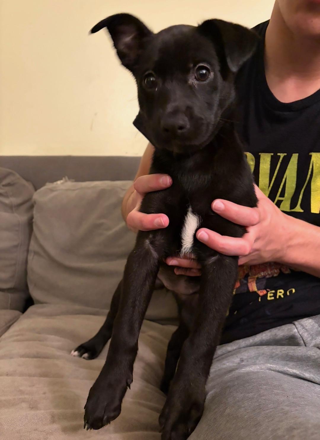 Sally, a ADOPTABLE mixed breed in Coral gables, FL image 1/3