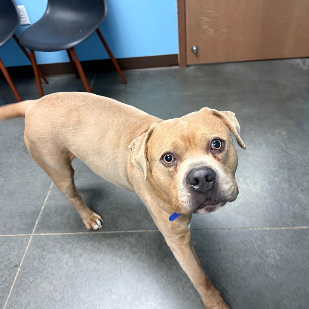 Winston, Adoptable, Adult Male Pit Bull Terrier & Mixed Breed.