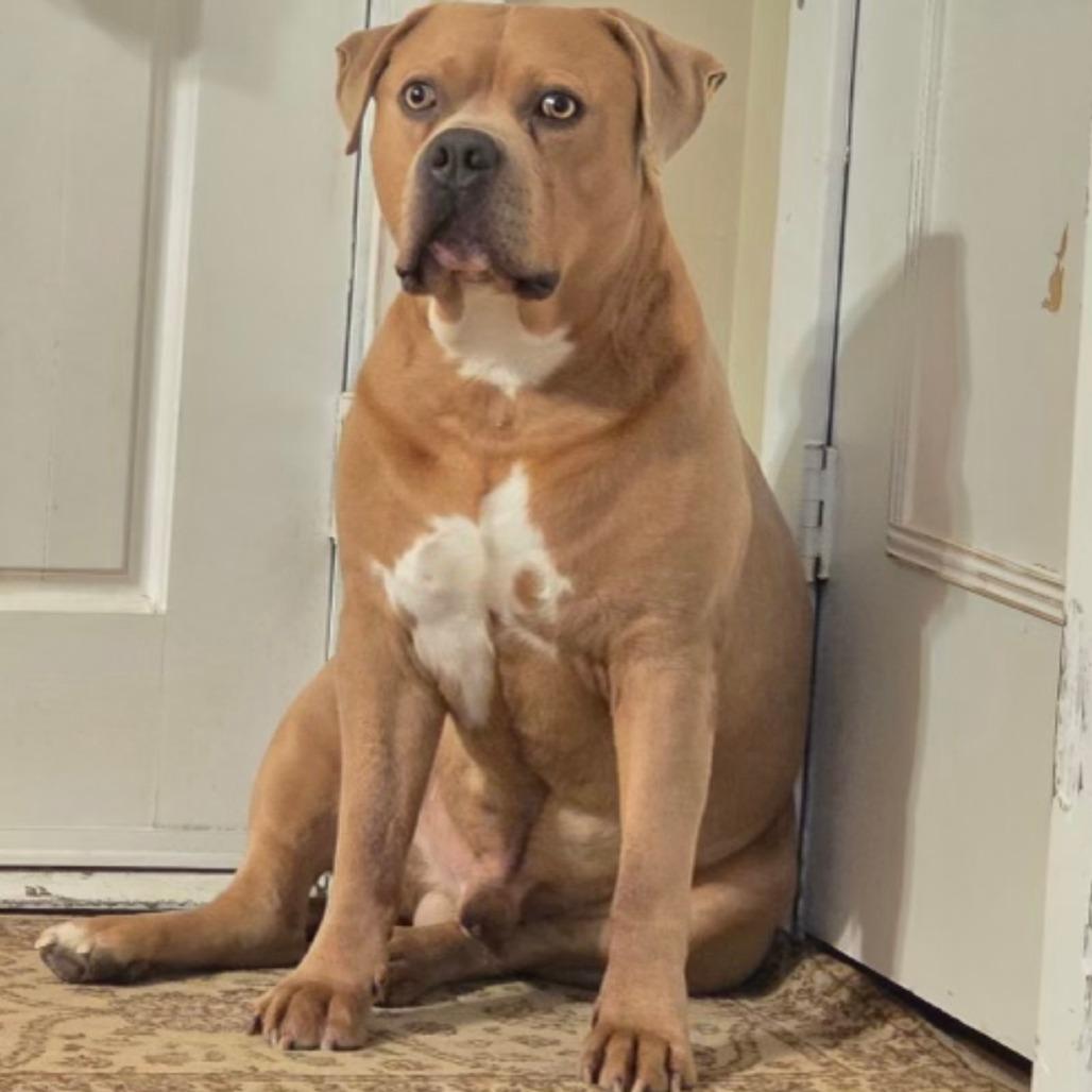 Enlarge Winston, a Adoptable mixed breed in Idaho Falls, ID image 2/6