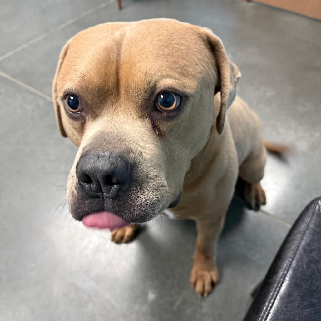 Enlarge Winston, a Adoptable mixed breed in Idaho Falls, ID image 3/6