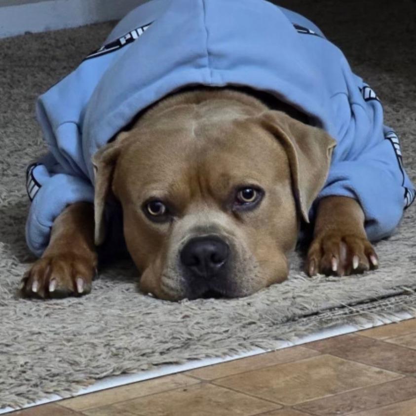 Enlarge Winston, a Adoptable mixed breed in Idaho Falls, ID image 4/6