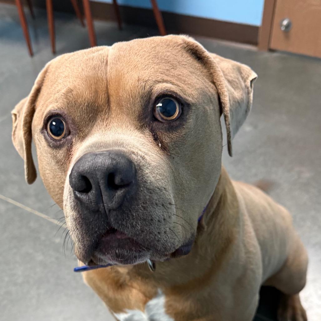 Enlarge Winston, a Adoptable mixed breed in Idaho Falls, ID image 5/6