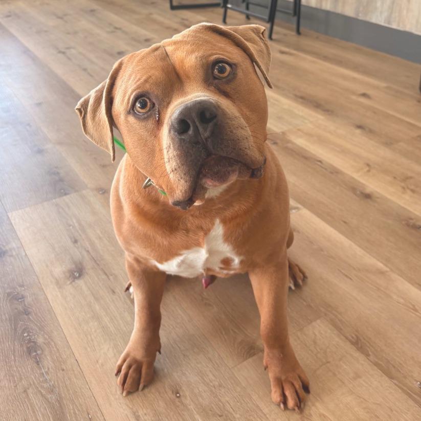 Enlarge Winston, a Adoptable mixed breed in Idaho Falls, ID image 6/6