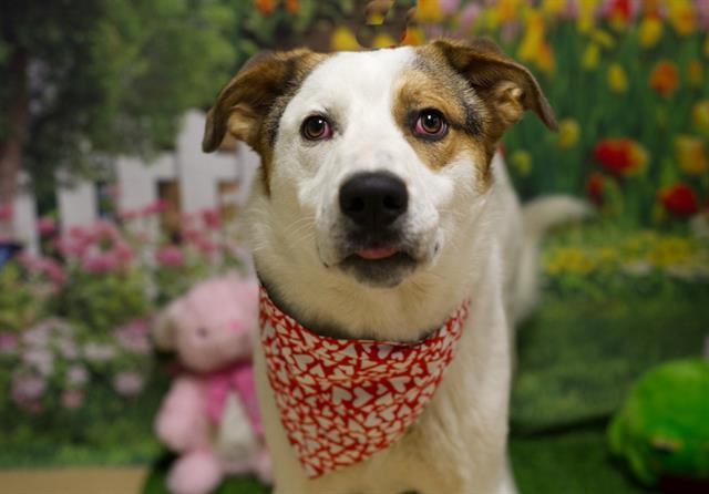 Enlarge LEONARD, a Adoptable mixed breed in South Lake Tahoe, CA image 1/1