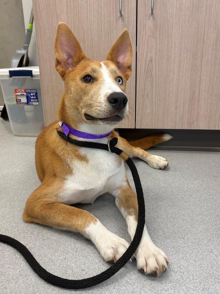 Siren, Adoptable, Puppy Female Husky & Mixed Breed.
