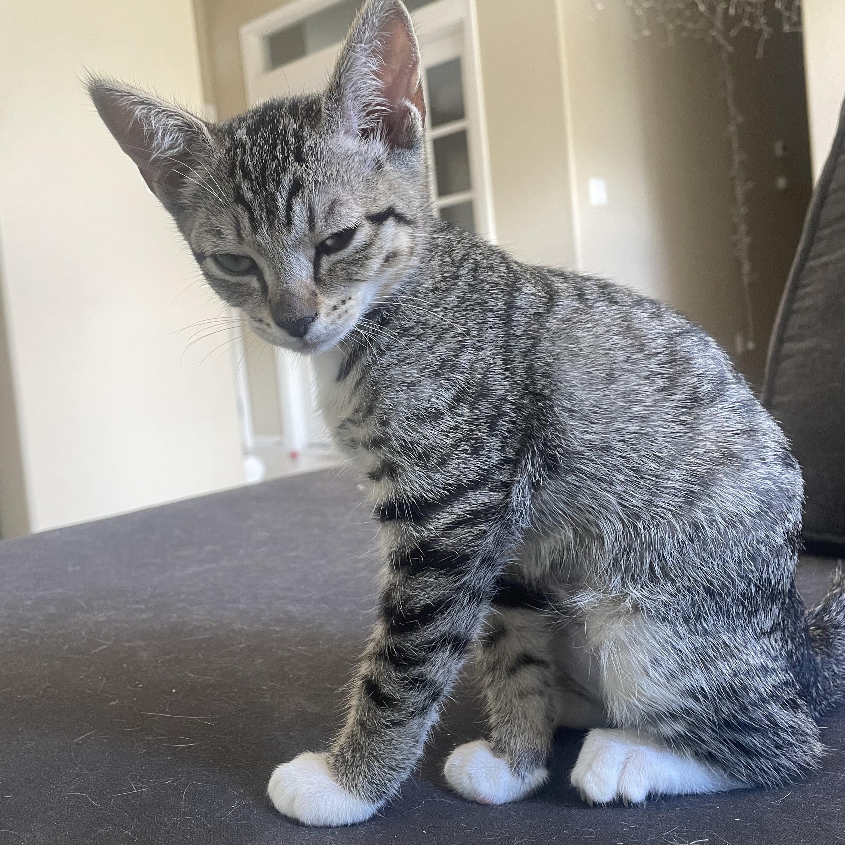 Enlarge Pumpkin, a Adoptable Tabby in Brentwood, CA image 2/2