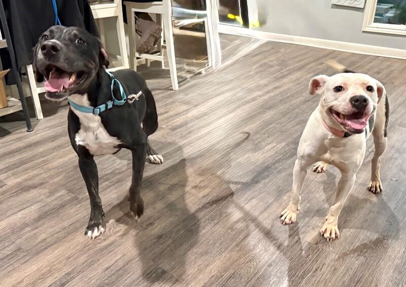 Puddles Gives the Best Kisses — thumbnail 4