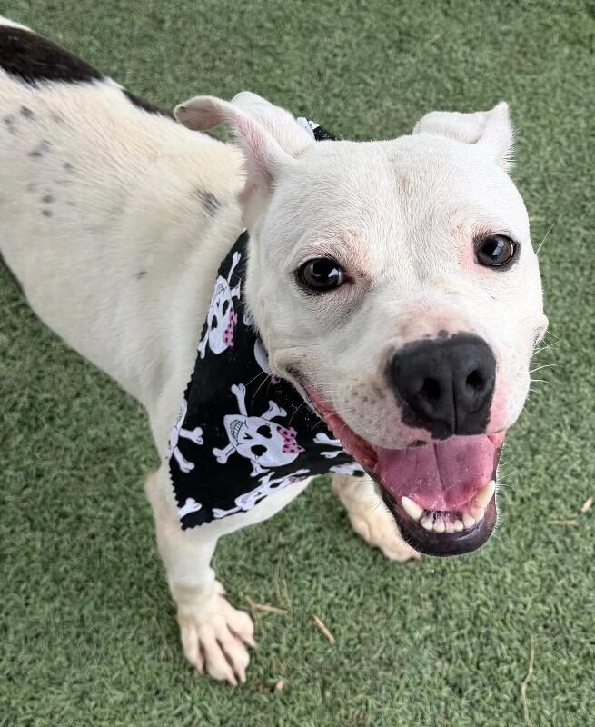 Puddles Gives the Best Kisses — thumbnail 5