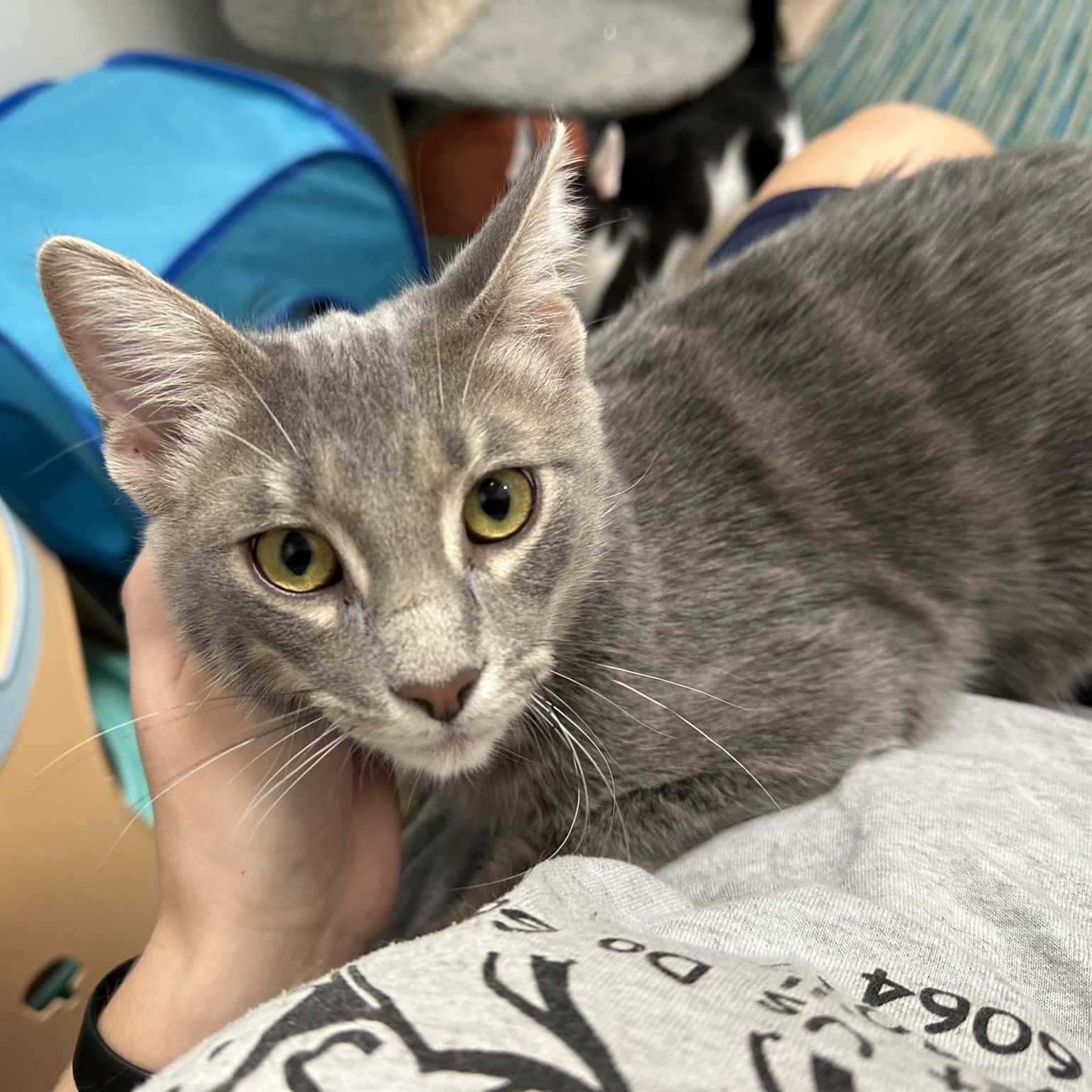 Cat for adoption David Cattenborough, a Domestic Short Hair in Vine