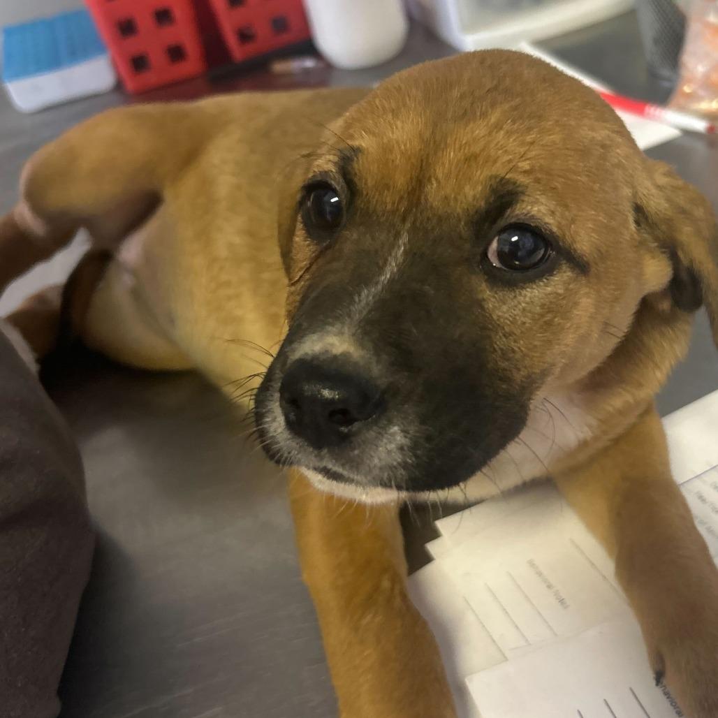 Faith, Adoptable, Puppy Female Mixed Breed.