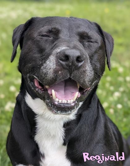 Reginald, a Adoptable mixed breed in Mason, MI image 1/3