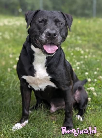 Reginald, a Adoptable mixed breed in Mason, MI image 2/3