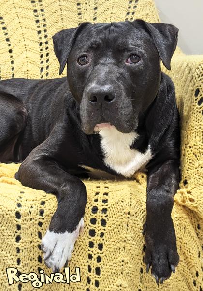 Reginald, a Adoptable mixed breed in Mason, MI image 3/3