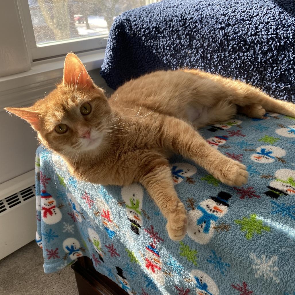 Enlarge Crossword, an adoptable Domestic Short Hair in Evanston, IL image 1/1