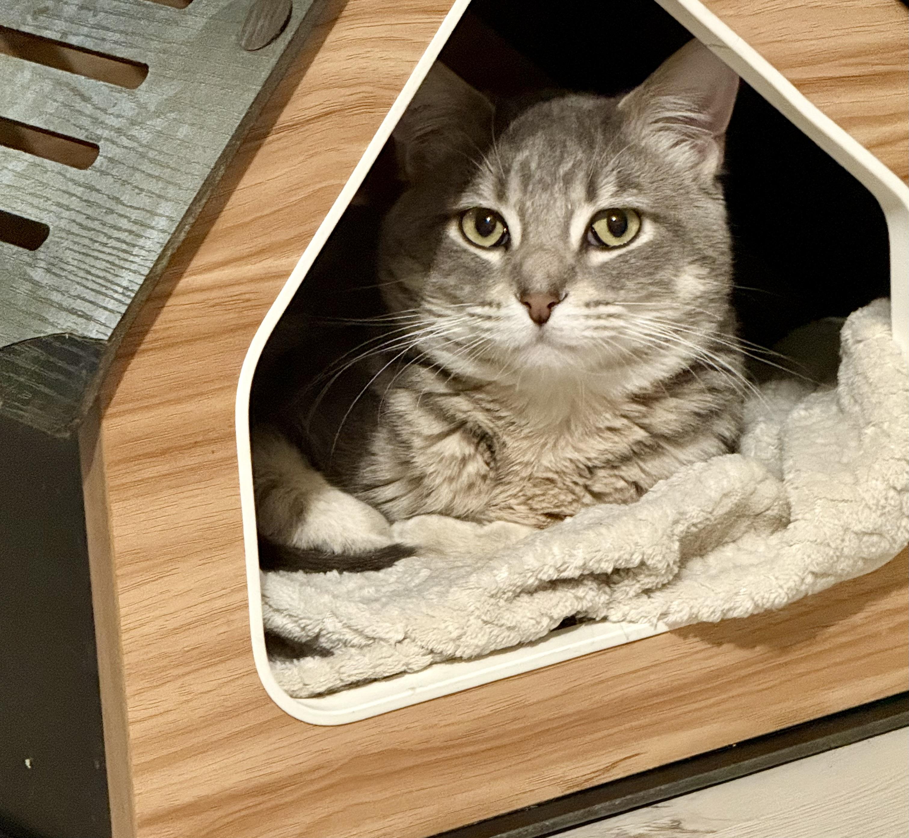 RJ, Adoptable, Young Male Domestic Short Hair.